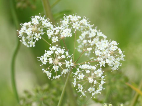 Cicuta virosa