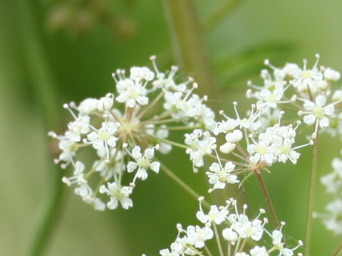 Cicuta virosa