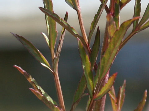 Cicuta virosa