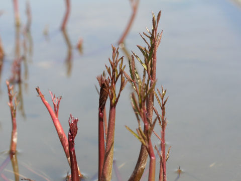 Cicuta virosa