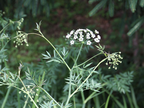 Cicuta virosa