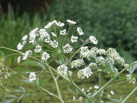 Cicuta virosa