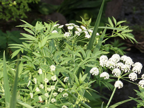 Cicuta virosa