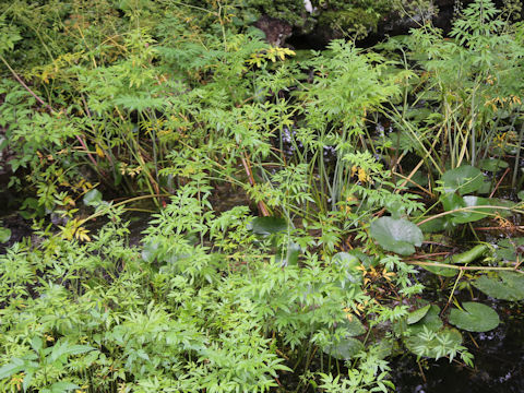 Cicuta virosa