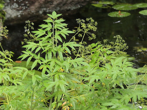 Cicuta virosa