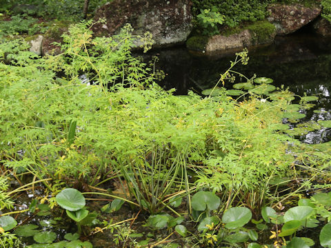 Cicuta virosa