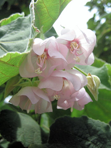 Dombeya burgessiae