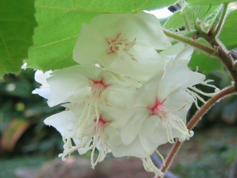 Dombeya burgessiae