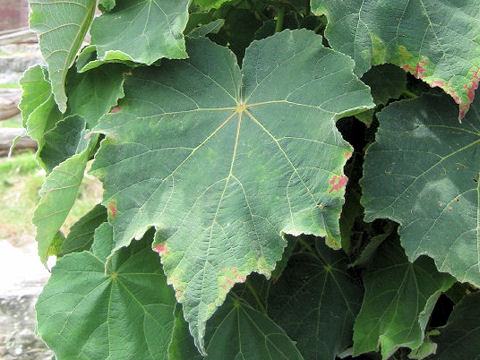 Dombeya burgessiae