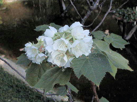 Dombeya tiliacea