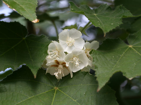 Dombeya tiliacea