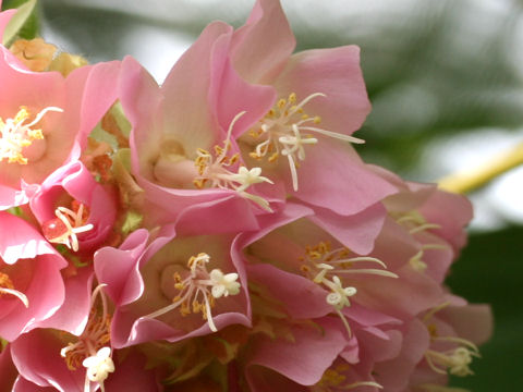 Dombeya wallichii