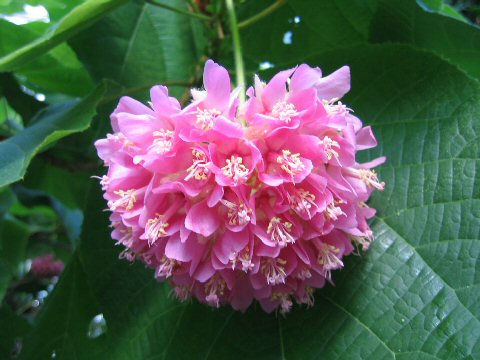 Dombeya wallichii