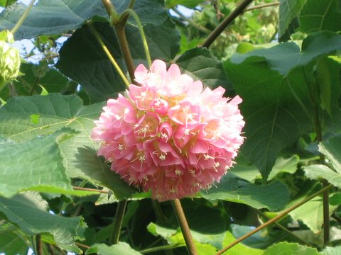 Dombeya wallichii