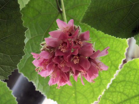 Dombeya wallichii