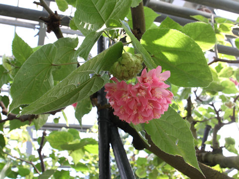 Dombeya wallichii