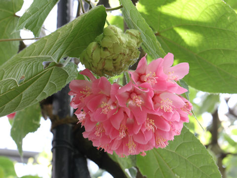 Dombeya wallichii