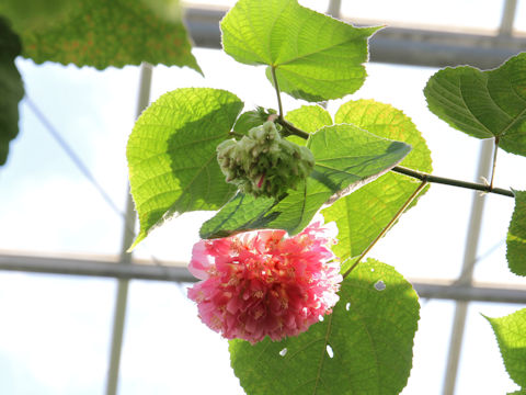 Dombeya wallichii