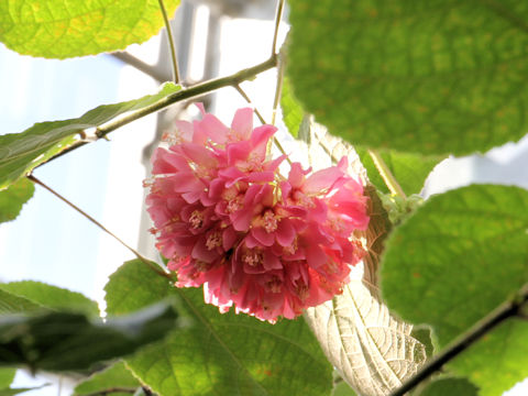 Dombeya wallichii