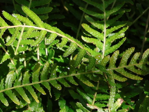 Doodia australis