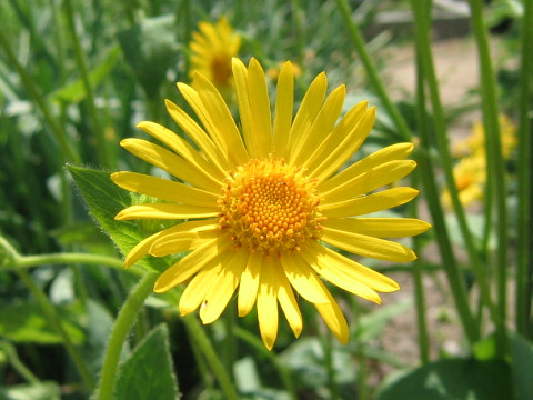 Doronicum austriacum