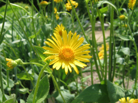 Doronicum austriacum