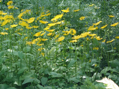 Doronicum austriacum