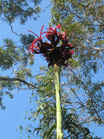 Doryanthes excelsa