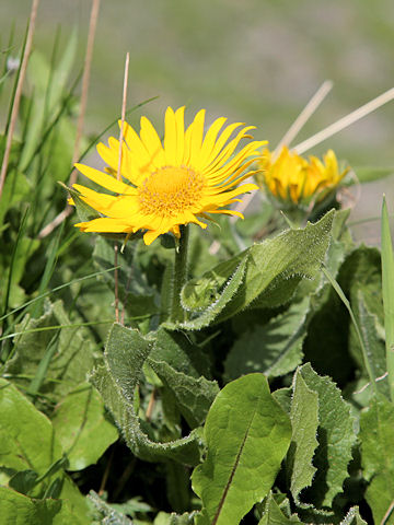 Doronicum grandiflorum