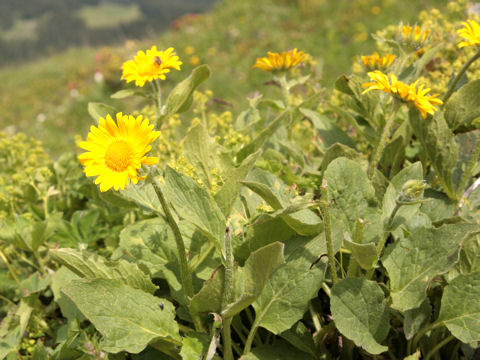 Doronicum grandiflorum