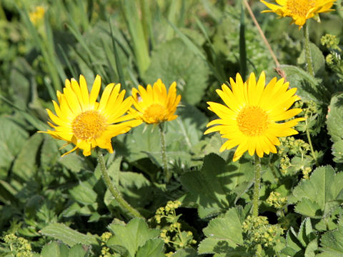 Doronicum grandiflorum