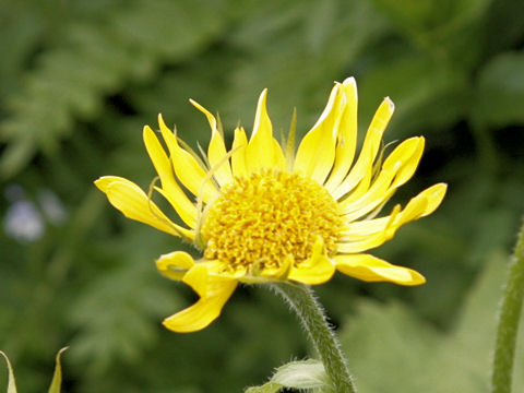 Doronicum grandiflorum