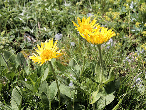 Doronicum grandiflorum