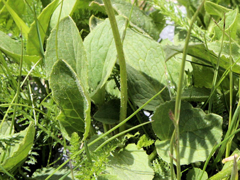 Doronicum grandiflorum