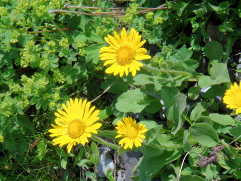 Doronicum grandiflorum