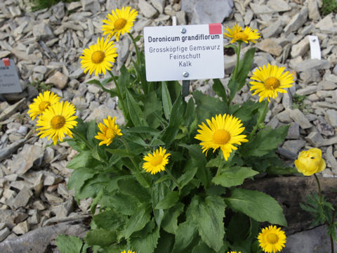 Doronicum grandiflorum