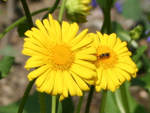 Doronicum orientale