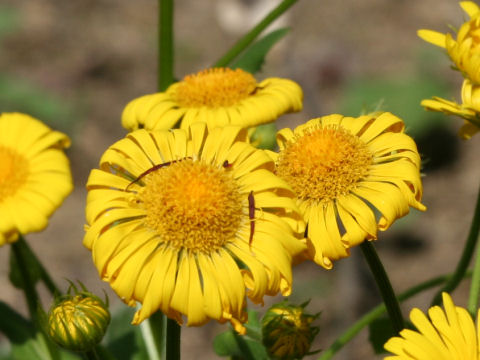 Doronicum orientale