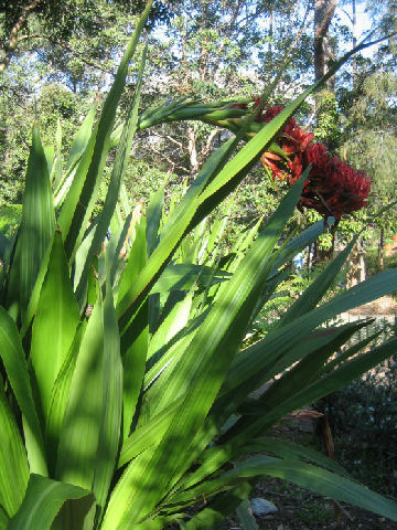 Doryanthes palmeri