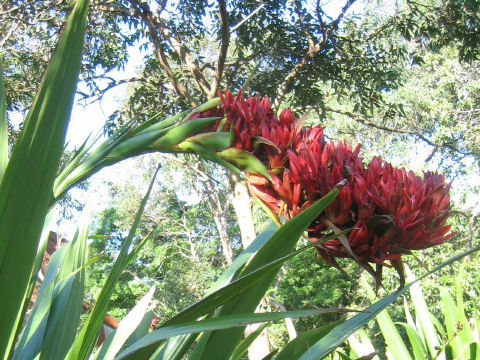 Doryanthes palmeri