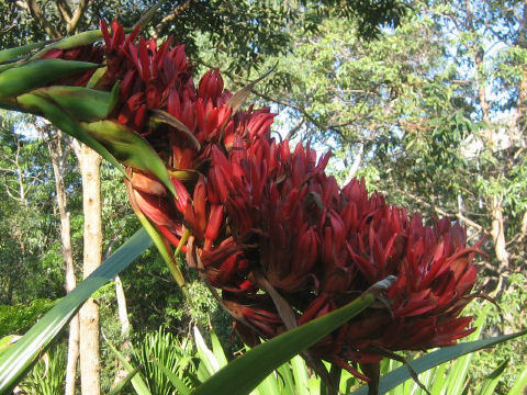 Doryanthes palmeri