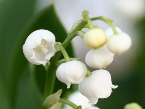 Convallaria majalis var. majalis