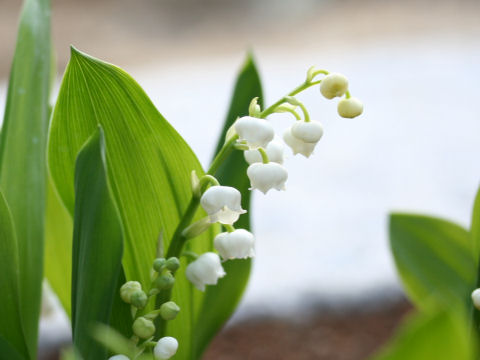 ドイツスズラン Convallaria Majalis Var Majalis