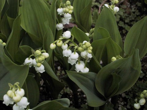 Convallaria majalis var. majalis