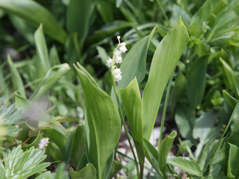 Convallaria majalis var. majalis