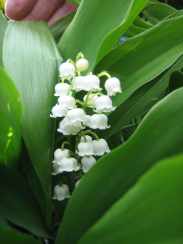 Convallaria majalis var. majalis