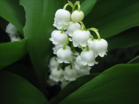 Convallaria majalis var. majalis