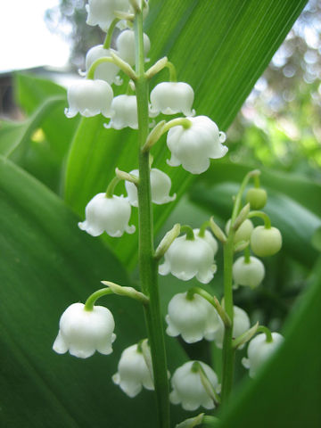 Convallaria majalis var. majalis