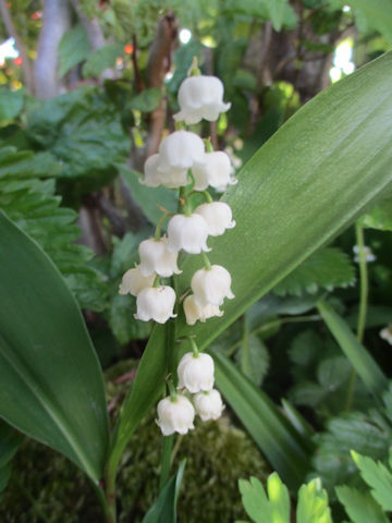 Convallaria majalis var. majalis