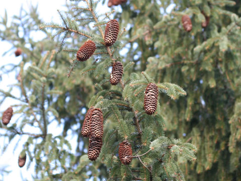 Picea abies